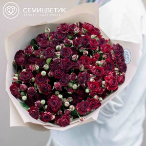 Букет из 15 красных кустовых роз 70 см (Россия) в кремовой пленке