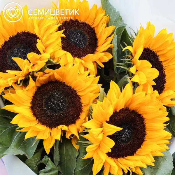 Букет из 5 подсолнухов в зеленой пленке