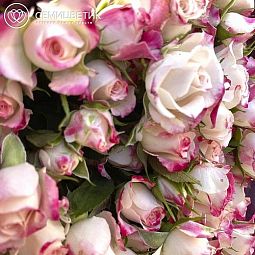 Роза кустовая (Кения) 40 см Белая с розовой каймой поштучно
