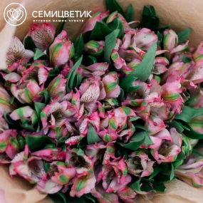 Букет из 25 альстромерий в розовых тонах в розовой пленке