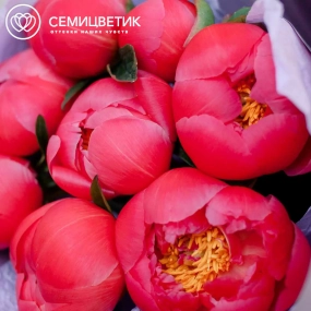 Букет из 9 коралловых пионов Coral Sunset Premium в сиреневой пленке
