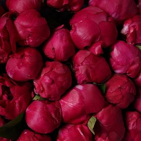 Букет из 51 ярко-розового пиона Red Sarah Bernhardt Premium