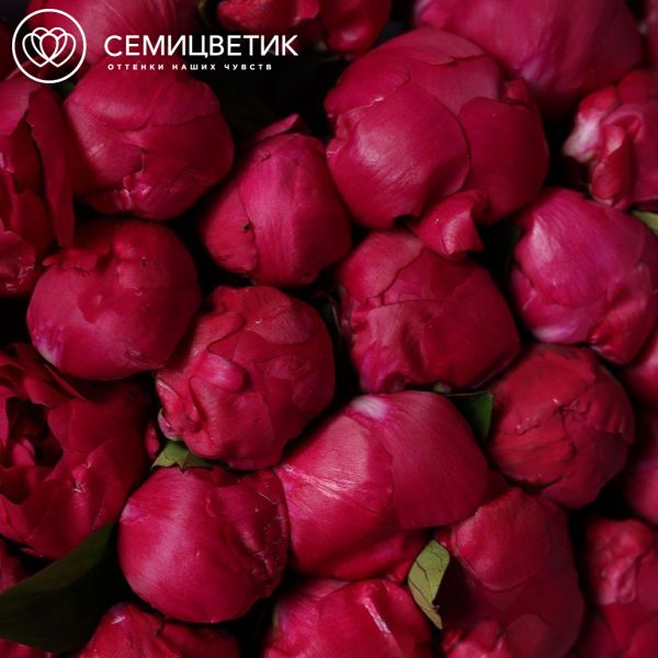 Букет из 51 ярко-розового пиона Red Sarah Bernhardt Premium