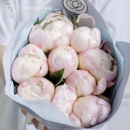 9 нежно-розовых пионов Premium
