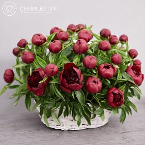 Композиция из 51 бордового пиона Premium в корзине