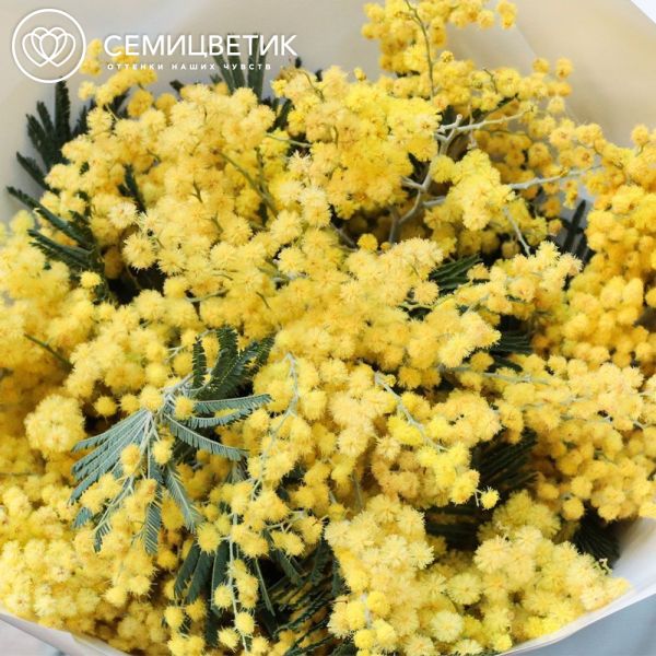 Букет из 9 мимоз