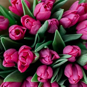 Букет из 25 малиновых тюльпанов в сиреневой пленке