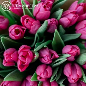 Букет из 25 малиновых тюльпанов в сиреневой пленке