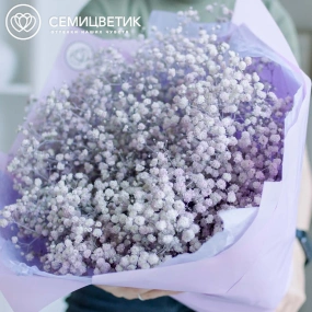Букет из 15 сиреневых гипсофил в сиреневой пленке