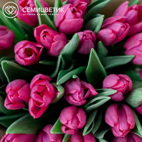 Букет из 25 малиновых тюльпанов в сиреневой пленке