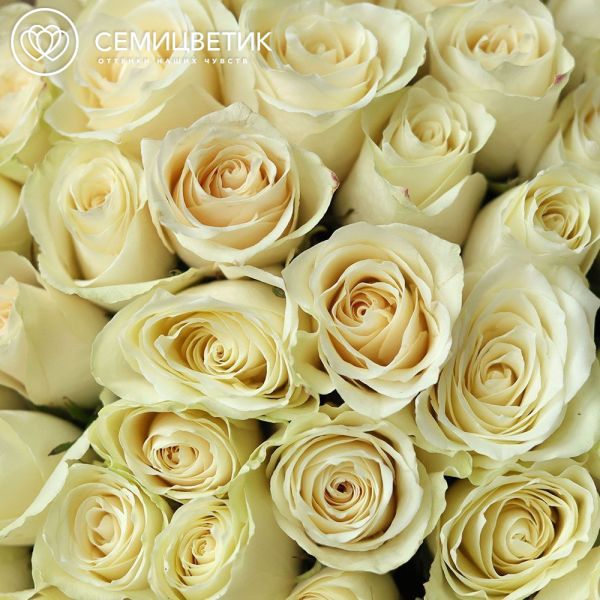 Букет из 51 белой розы Athena 60 см (Кения)