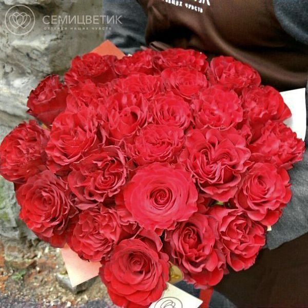 Букет из 25 красных пионовидных роз Wanted 50 см (Эквадор)
