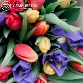 Букет из 10 синих ирисов и 15 тюльпанов 40 см в кремовой пленке