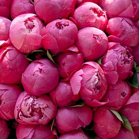 Букет из 51 ярко-розового пиона Command Performance Premium в розовой пленке