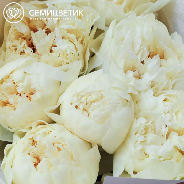 Букет из 7 лимонных пионов Lemon Chiffon Premium в белой пленке