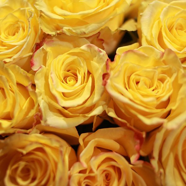 Букет из 25 желтых роз High Yellow Magic 50 см (Эквадор)