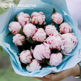 Букет из 15 розовых пионов Standart в голубой пленке