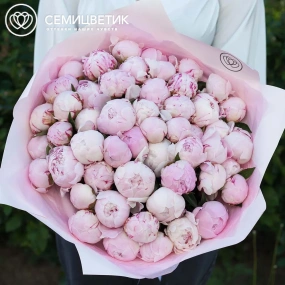Букет из 51 розового пиона Standart Plus в розовой пленке