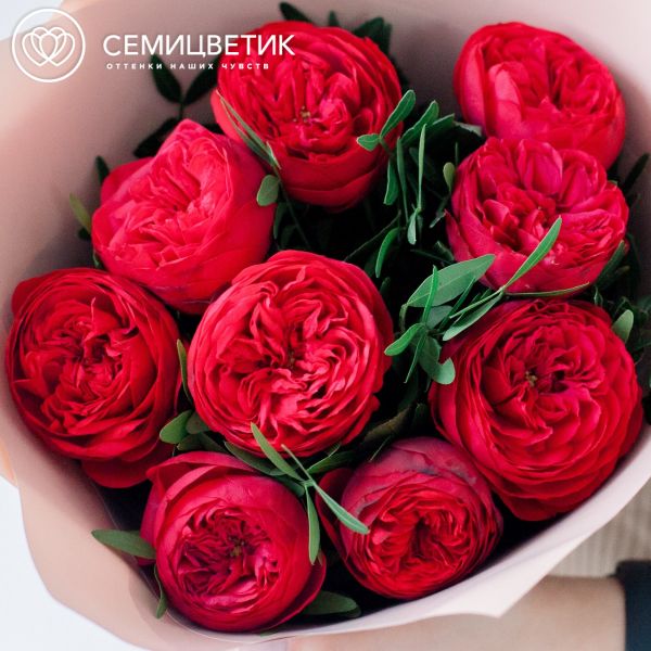 Букет из 9 красных пионовидных роз Red Piano 40 см с фисташкой в кремовой пленке