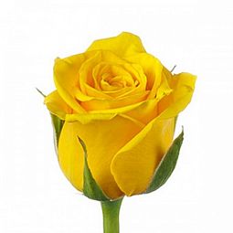 Роза (Кения) 40 см Желтая поштучно