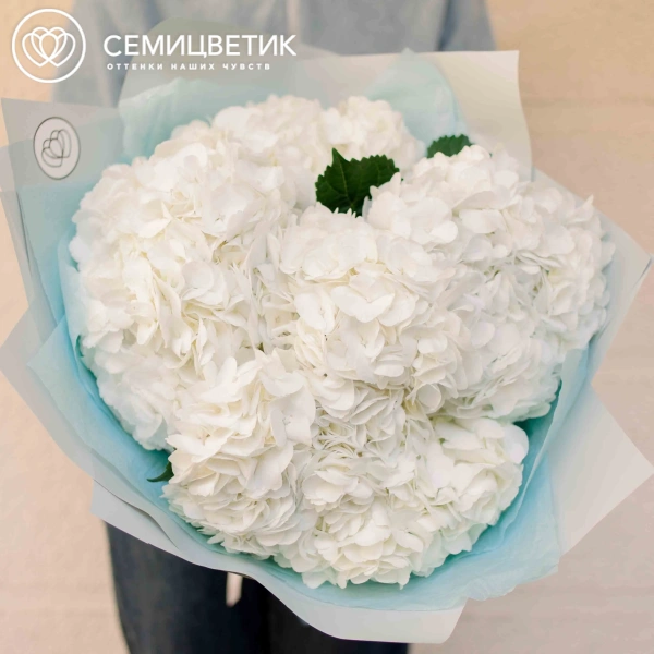 Букет из 7 белых гортензий в белой пленке