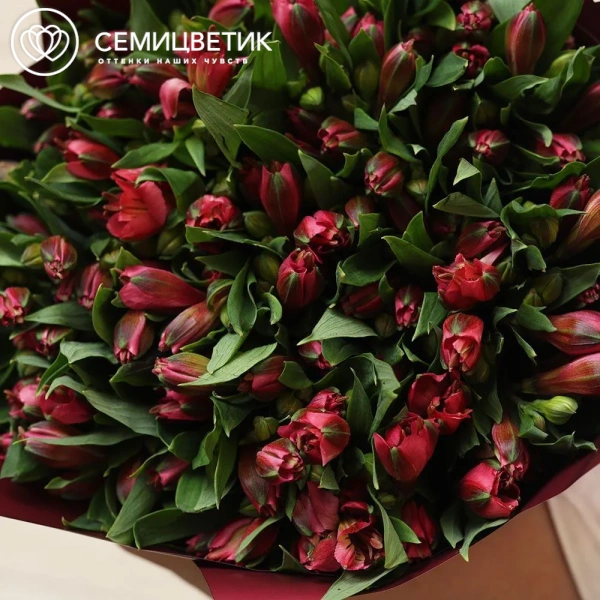 Букет из 23 красных альстромерий в бордовой пленке