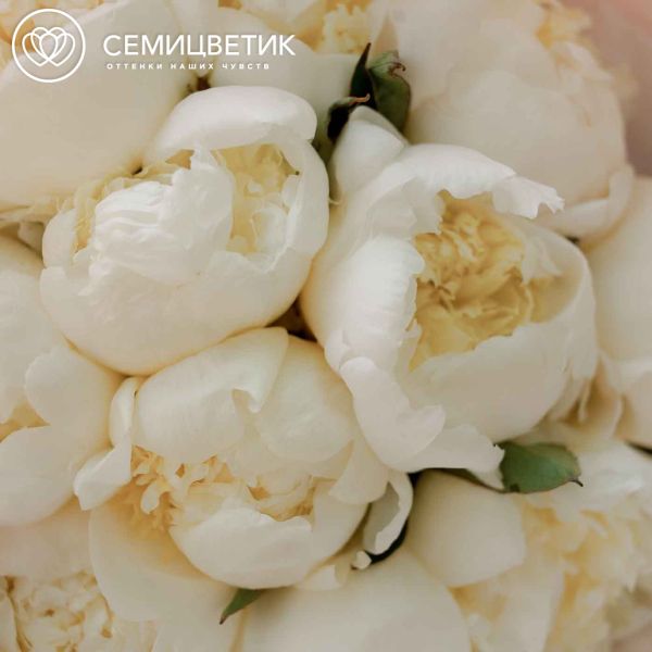 Букет из 11 белых пионов Premium