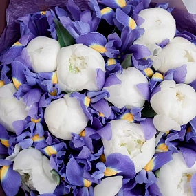 Букет из 15 белых пионов Premium и 26 синих ирисов в сиреневой пленке