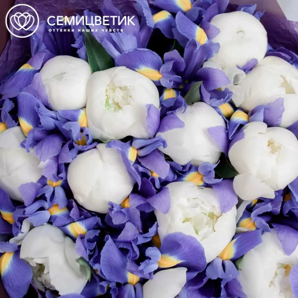 Букет из 15 белых пионов Premium и 26 синих ирисов в сиреневой пленке