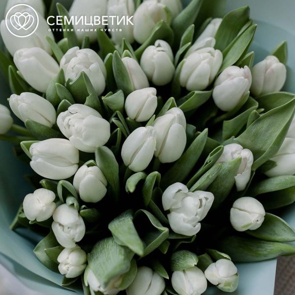 Букет из 35 белых тюльпанов 40 см в голубой пленке