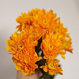 Хризантема одноголовая оранжевая поштучно