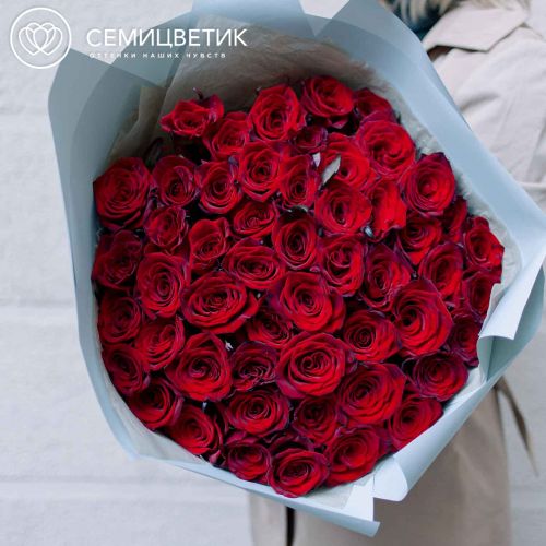 Букет из 51 красной с темной каймой розы (Россия) 60 см