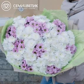 Букет из 51 белой и розовой кустовой хризантемы в упаковке