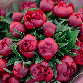 Мини-букет  из 25 бордовых пионов Standart в розовой пленке