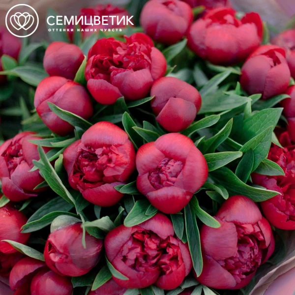 Букет из 25 бордовых пионов Standart в розовой пленке