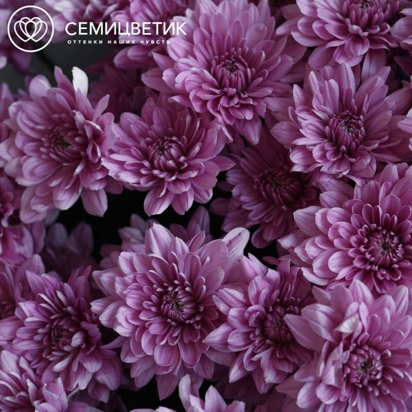 Букет из 11 розовых кустовых хризантем