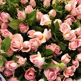 Букет из 35 розовых кустовых роз 40 см (Кения)