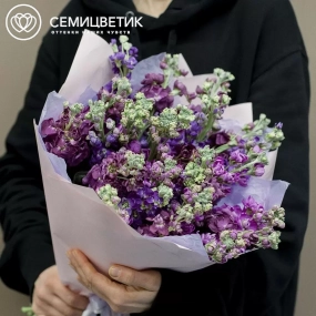 Букет из 25 махровых маттиол микс в сиреневой пленке