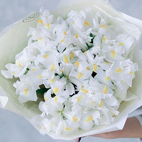 Букет из 25 белых ирисов