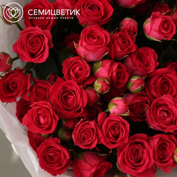 Букет из 15 малиновых кустовых роз 40-50 см (Россия)