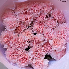 Букет из 25 розовых гвоздик