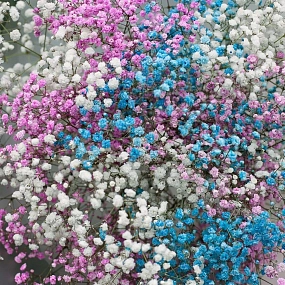 Букет из 11 гипсофил микс в прозрачной пленке