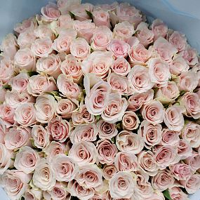 Букет из 101 нежно-розовой розы 30 см (Кения)