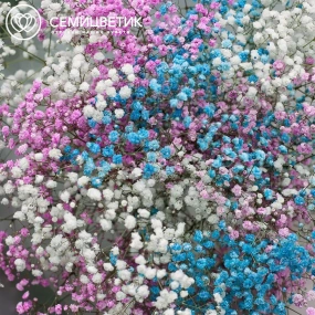 Букет из 11 гипсофил микс в прозрачной пленке