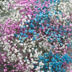 Букет из 11 гипсофил микс в прозрачной пленке