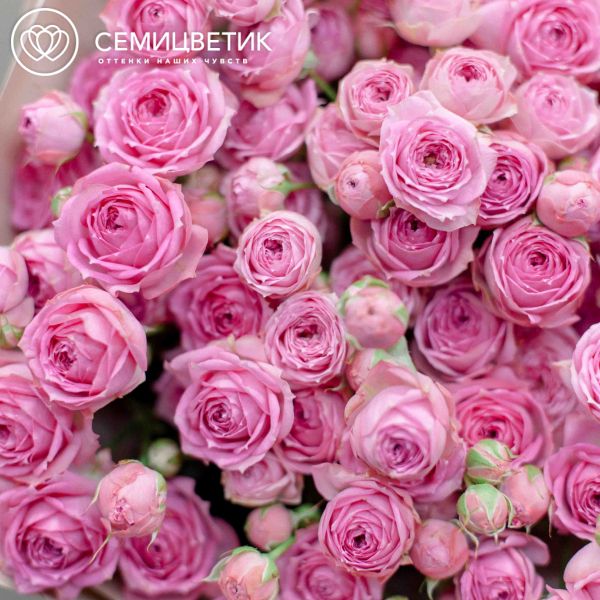 Букет из 15 розовых кустовых пионовидных роз 70 см (Россия) в кремовой пленке