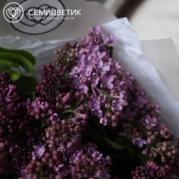 Букет из 9 веток сирени