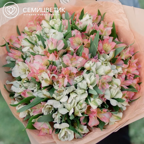 Букет из 35 белых и розовых альстромерий в кремовой пленке