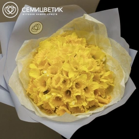 Букет из 75 нарциссов в голубой пленке