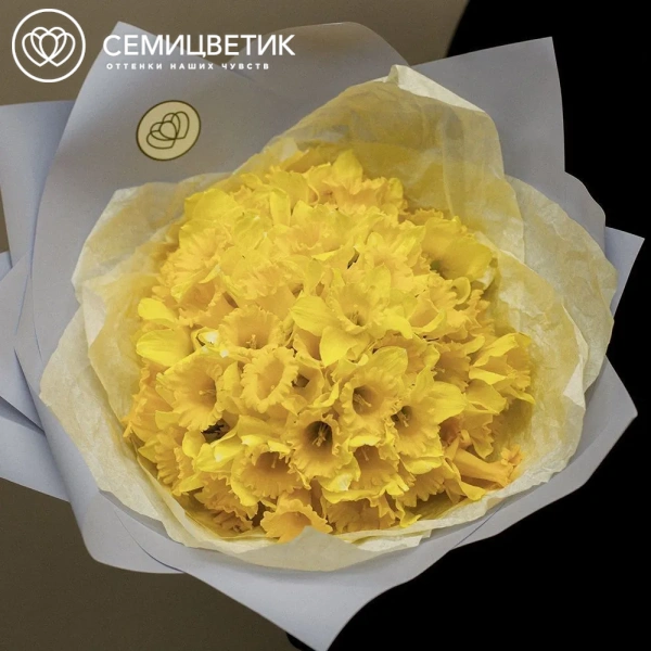 Букет из 75 нарциссов в голубой пленке